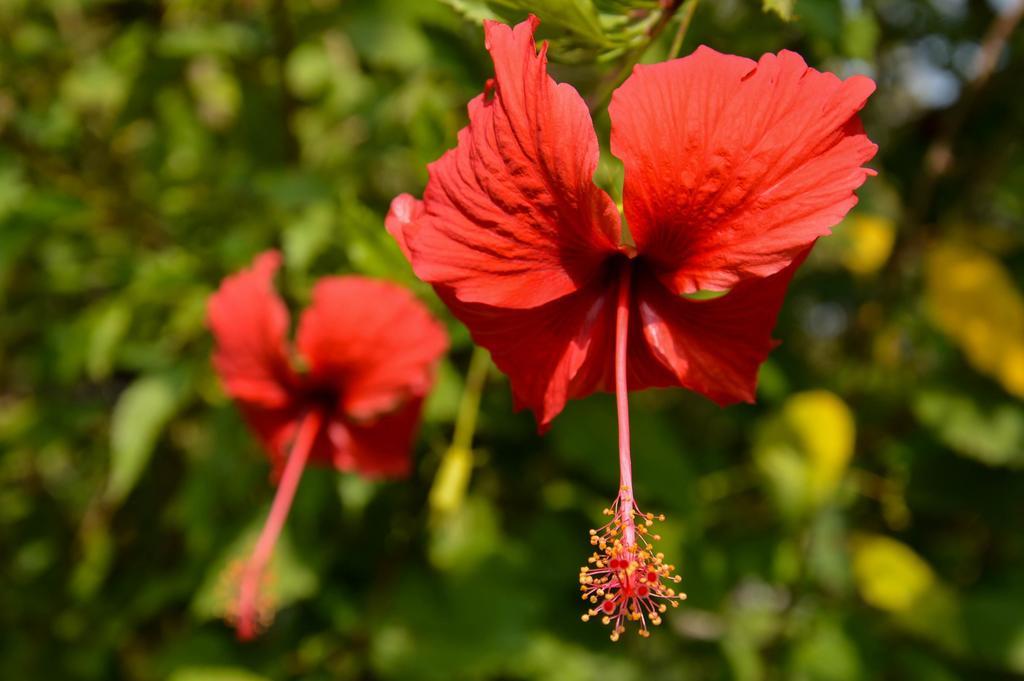 Le Flamboyant Resort Kep Dış mekan fotoğraf
